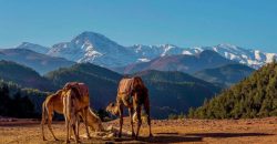 Ourika Valley